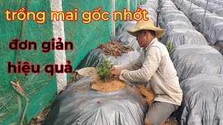Cách bứng và chăm sóc mai mới bứng vào chậu đúng #42 Cách bứng và chăm sóc mai mới bứng vào chậu đúng