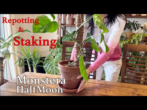 スティックパーム 植物