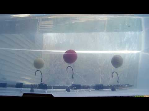 Carp Bait - Corn Bread Boilie #4 - Popup