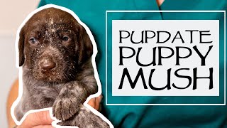 Caring For A New Litter - Weaning Puppies - How To Make Puppy Mush - Just Over 3 Weeks Old