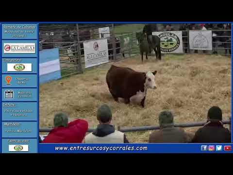 22-09-21 - Remate de Cabaña La Camila -Consignataria Madelan S.A. -   Olavarría, Bs.As.