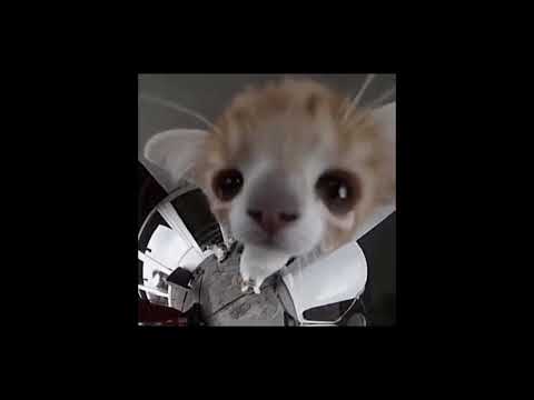 Tomodachi life~ night theme /sped up