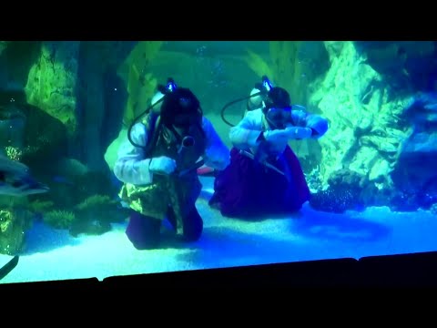 韓服姿で水中で新年を迎える「韓服」のさまざまな姿 (Divers in 'Hanbok' greet New Year underwater)