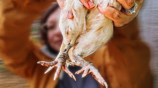 Chicken Leg Mites - The EASIEST & FASTEST Treatment