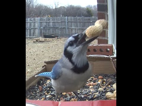 Watch This Blue Jay Bird Put Their Peanut Shopping Skills to the Test! 😅😅