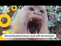 Wetenschappers onderzoeken dieren via YouTube