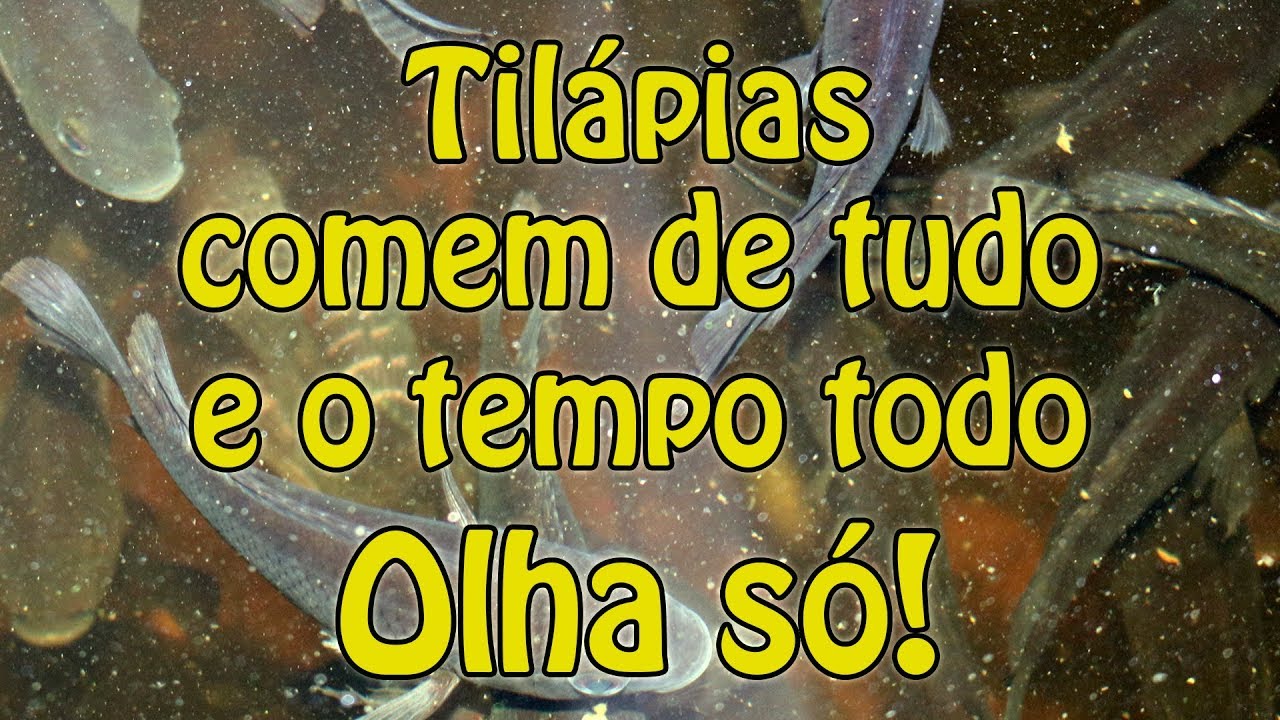 Tilápias comem de tudo e o tempo todo. Olha só!
