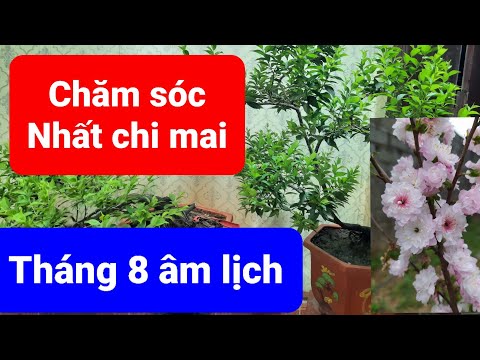 Chăm sóc nhất chi mai tháng 8 âm lịch