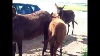 preview picture of video 'Baby donkey being fed by its mother, Paphos'