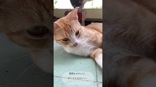 疲れた日に見たい猫のほっこり動画 🥰🥰 #面白い猫#かわいい猫#猫ショート#癒し猫動画#猫ストーリー