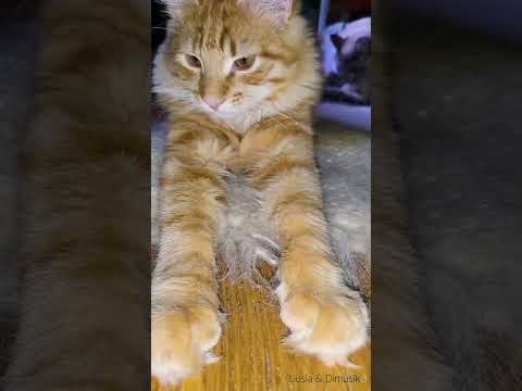 🐱My Big Cat Family - Liusia & Dimusik #shortcat #short #shortvideo #cutecats #catsshorts