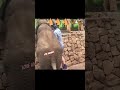 A Little Elephant Masti
