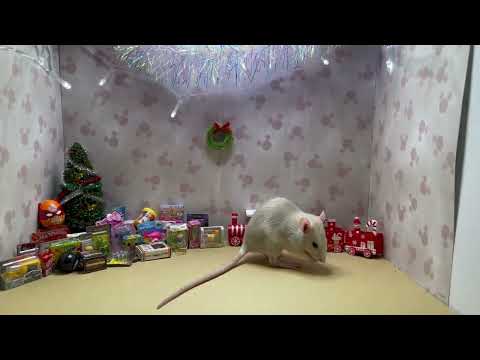 Rat Christmas 2023 Photo - 13/12/2023