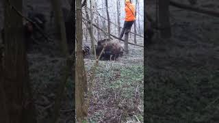 Männer werden im Wald von Wildschweine angegriffen!!! 😱