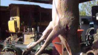 preview picture of video 'San Saba Texas Buck, Hill Country'