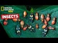 Find Out About Insects! | Nat Geo Kids Insects Playlist