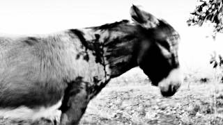 Jean-Louis Murat - Interroge la jument (teaser)