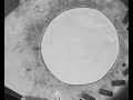 2023 09 16 Bats Circling A Swimming Pool