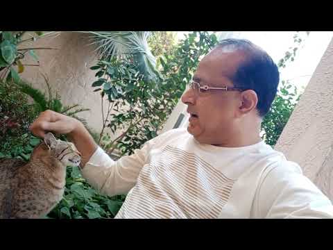 Loving Cat with Cating buddy.