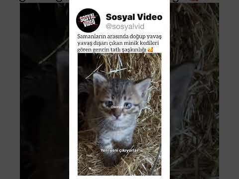 Samanların arasında doğup yavaşyavaş dışarı çıkan minik kedilerigören gencin tatlı şaşkınlığı 🥰