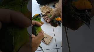 Download lagu Takur tortor mp3