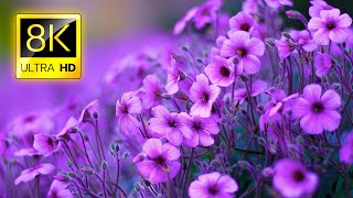 The Most Beautiful Flowers Collection 8K ULTRA HD 