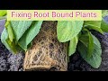 Root bound plants - 2 ways to loosen the roots plus what NEVER to do!