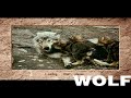 Wolf (DOS, 1994) Retro Review from Interactive Entertainment Magazine