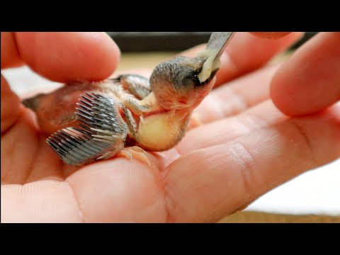 YouTube video about: How long can baby birds go without food?