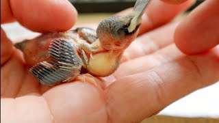 What to feed a baby BIRD | Homemade hand feeding formula recipe #babybird #birds #aviary