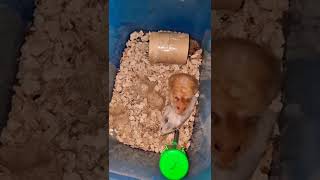 Download lagu Cute Hamster||Breeding Syrian Hamster mp3 Download lagu Cute Hamster||Breeding Syrian Hamster mp3