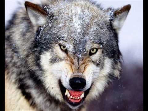 Fado, Gil Costa-Lobos da Serra