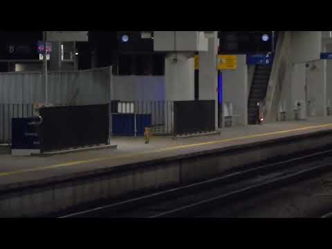 Nocny, nieproszony gość na stacji Poznań Główny! 11.05.2022.