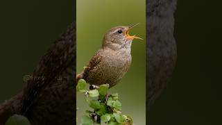 Download lagu Eurasian Wren Singing Wincent XXifl #alam #satwa liar #burung mp3