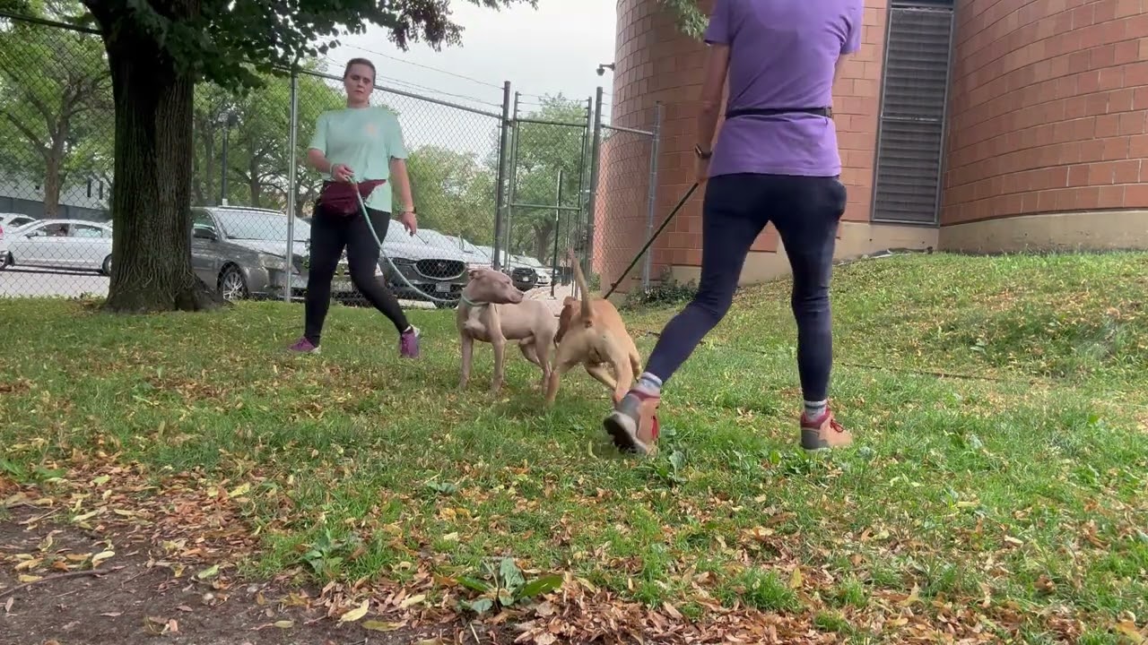 Fletcher's Leash Test