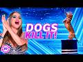 BEST Dog Show EVER Guaranteed To Make You Smile