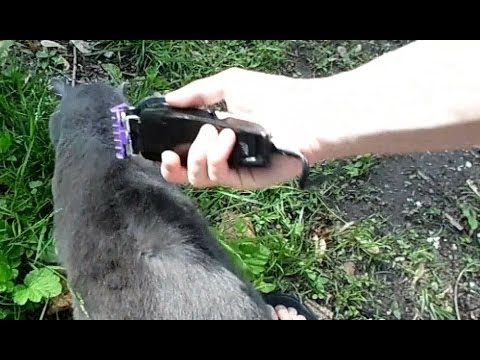 DIY Give Your Cat a Haircut - YouTube