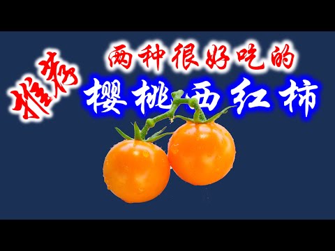 , title : '【庭院种菜 53】推荐2种好吃的樱桃西红柿//Two varieties of sweet cherry tomato you must grow in your backyard garden'