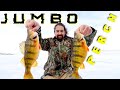 Video Thumbnail for HUGE JUMBO Perch Ice Fishing!! Best NEW Perch Tungsten Hook I've Ever USED! Insane Results!
