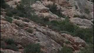 preview picture of video 'HUNTING BECEITE SPANISH IBEX. www.ibexhunt.com'