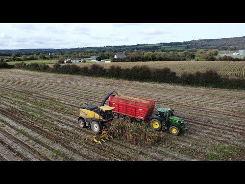 Noonan Agri Maize 2023