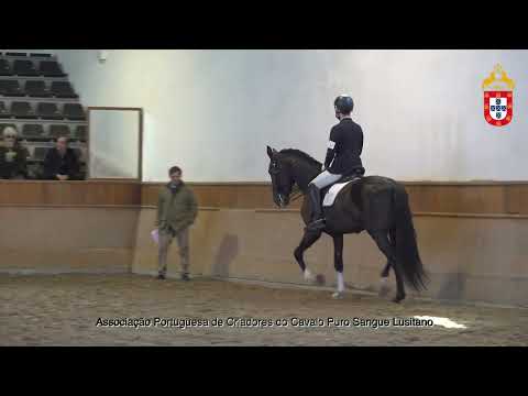 230128 14 Nobre D´Atela - Aprovação de Garanhões