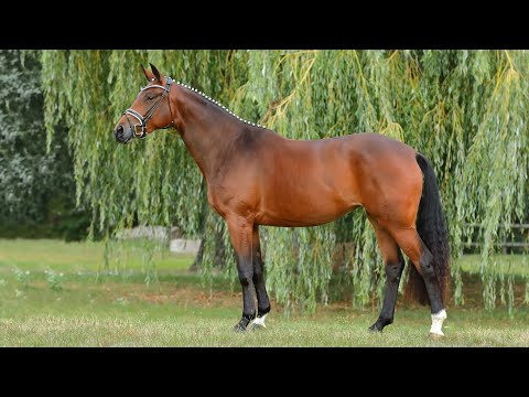 Nr. 39   Stute "Kosimaha" von Schwarzgold - Oliver Twist