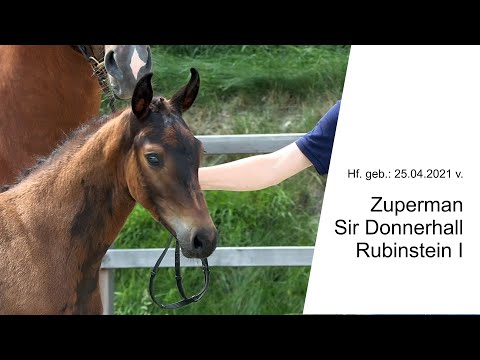 Hf v Zuperman x Sir Donerhall x Rubinstein I 2021