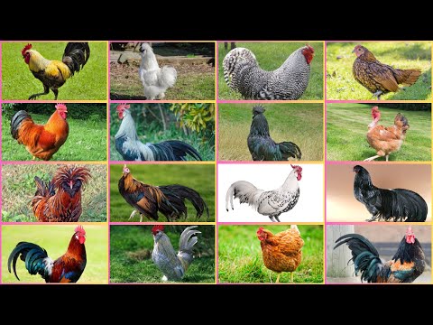 Most Colorful and Beautiful Chicken Breeds Around the World