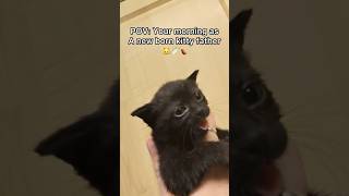 She’s got such a cute wittle face😩#pov #cat #newbornkittens #shorts