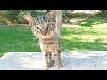 The Hungry Tabby Cat Is Happy To See Me He Meows Very Loudly