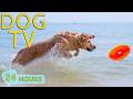 DOG TV: Best Entertain Videos for Dogs to Watch All Day No-Anxiety a Home Alone - Music for Dogs