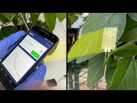 A new wearable technology — for plants – Science Daily A new wearable technology — for plants – Science Daily