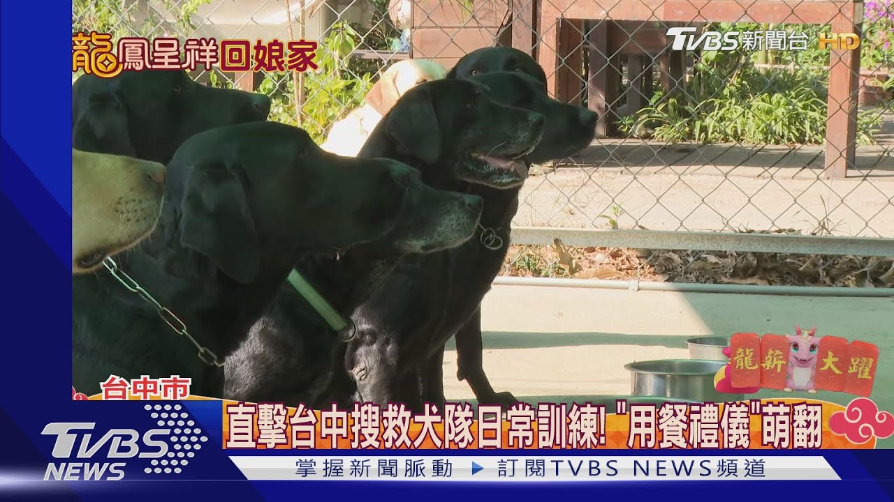 直擊台中搜救犬隊日常訓練！「用餐禮儀」萌翻